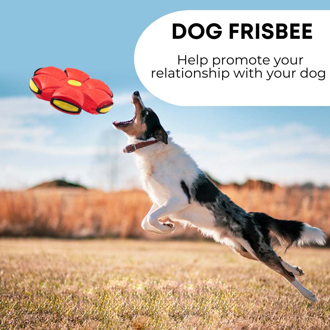 FrisBall Dog Frisbee